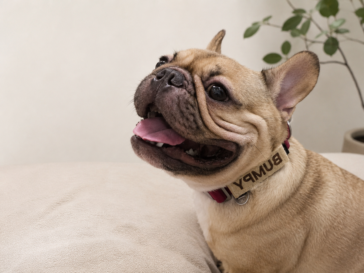 A fawn French Bulldog wearing a beige custom collar with the name 'BUMPY' in black capital letters, sitting on a light beige sofa.